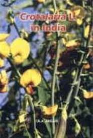 Image result for Crotalaria huillensis