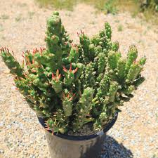 Image result for Austrocylindropuntia