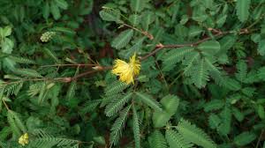 Image result for Neptunia oleracea