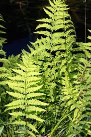 Image result for Thelypteris confluens