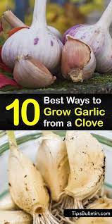 10 Best Ways To Grow Garlic From A Clove In 2021 Growing Garlic Growing Garlic From Cloves Garlic