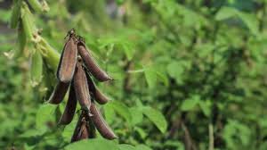 Image result for Mucuna poggei