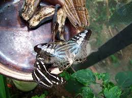 Save on popular hotels near cameron highland butterfly farm in brinchang: Cameron Highlands Butterfly Farm