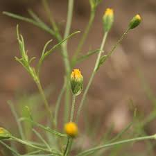 Image result for Schkuhria pinnata