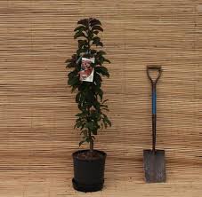 Crab apples are essentially the same as apples except that they bear smaller, tarter fruits. Buy Laura Crab Apple Tree Online From Uk Tree Supplier Of Garden Ornamental Trees