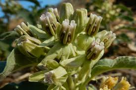 Image result for Asclepias adscendens