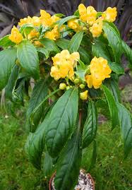 Image result for Impatiens oreocallis