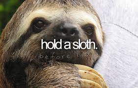 Adventurous Sloth Hitches 350 Mile Ride On Back Of Truck Sloth Baby Sloth Sloth Art
