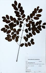 Image result for Burkea africana