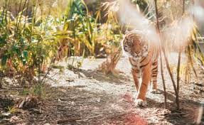 Zoo De La Fleche Le Guide Pratique Pour Preparer Votre Visite