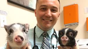 Suicide among veterinarians outpaces national average