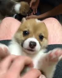 Pin De Maria Vitoria1452b Army Em Fofo Lindos Filhotes Cachorrinhos Fofinhos Animais Bebes Mais Fofos