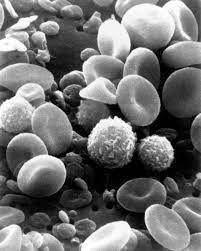 Celulas De La Sangre Al Microscopio Electronico De Barrido Meb Celulas Eucariontas Animales Pinterest Microbiology