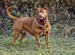 Bred for many generations from a member of a recognized breed or strain; Bordeaux Dogge Im Rasseportrait Zooroyal Magazin