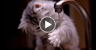 Funny Cats And Cute Kittens Funny Cat Compilation 2018 Kittens Cutest Funny Cats Kittens Funny