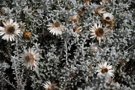 Image result for Helichrysum lineare