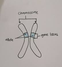 Edexcel as biology worksheet (genes and alleles). Label Allele Gene Locus And Chromosome