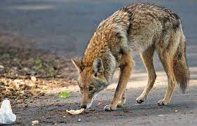 Coyote Encounters: Do You Know What To Do? | 2020-02-23 | Safety+Health