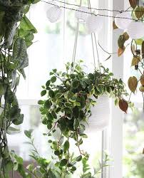 8inch Hanging Planter Basket Hanging Plant Indoor Plant Hanging Plant Holder Hanging Plant Holder Hanging Plants Best Indoor Hanging Plants