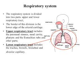 Respiratory system for kids photos. Anatomy Physiology Of The Respiratory System In Children Ppt Video Online Download