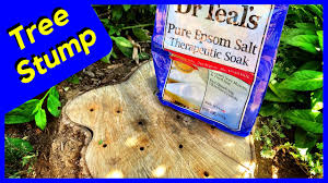 Cover the stump with a tarp, and repeat soaking every week until the stump appears visibly dried out. Tree Stump Removal With Epsom Salt Does It Work Experiment Youtube