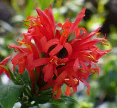 Image result for Justicia petiolaris