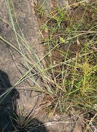 Image result for Eragrostis atrovirens