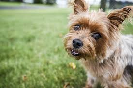 Liebevoll und artgerecht aufgezogene yorkshire terrier aus kontrollierter familienzucht. Yorkshire Terrier Hundemagazin Info