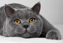 Healthy cats shed as old hair falls out and is replaced by new hair; Blue Gray Shorthair Cat Novocom Top