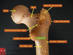 The extrinsic muscles of the forearm are responsible for movement of the wrist and fingers. Issues Around The Hip From Tendonitis To Bursitis Beacon Orthopaedics Sports Medicine