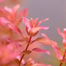 Image result for Rotala filiformis