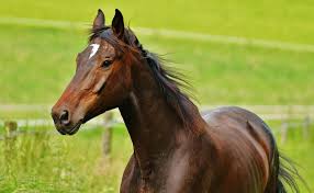 Si ton voisin vient à mourir, c'est sur toi que le fardeau tombe. Accueillir Et Elever Un Cheval 6 Erreurs A Ne Pas Faire