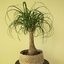 Image result for Beaucarnea recurvata