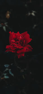 Taken on august 6, 2014 Download 1125x2436 Red Rose Photography Buds Wallpapers For Iphone 11 Pro X Wallpapermaiden