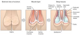 Groin pain might be worsened by continued use of the injured area. Anatomy And Physiology Of The Male Reproductive System Anatomy And Physiology