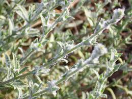 Image result for Plumbago ituriensis