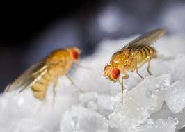 Fruit Flies How To Get Rid Of Fruit Flies Fruit Fly Infestations The Old Farmer S Almanac