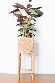 House Plant Appreciation In 2020 Plant Stand Common House Plants House Tree Plants