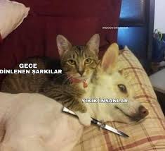 Havinozlk Adli Kullanicinin Memes Panosundaki Pin