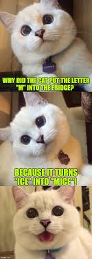 The best memes from instagram, facebook, vine, and twitter about caturday meme. Caturday Memes Gifs Imgflip