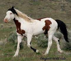 Pin On Horses Horses Horses