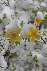 But you can make them bloom earlier and cheer the midwinter gloom. 16 Best Winter Flowers Prettiest Flowers That Bloom In Winter