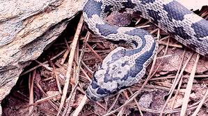 Image result for Black 1986 Copperheat