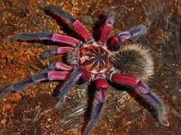 There are more than 50 species of tarantulas in north america, but this is apparently the only one native to missouri. Pin On Tarantula Snakes Lizards