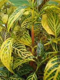 Image result for Sanchezia speciosa