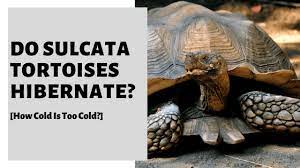 Do Sulcata Tortoises Hibernate How Cold Is Too Cold