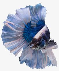 Betta fish are widely known as fighting fish. Butterfly Male Betta Male Betta Fish Transparent Png Image Transparent Png Free Download On Seekpng