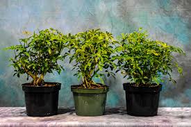 Image result for Schefflera