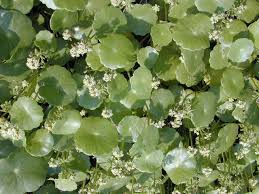 Maybe you would like to learn more about one of these? Hydrocotyle Umbrellata L Download Scientific Diagram