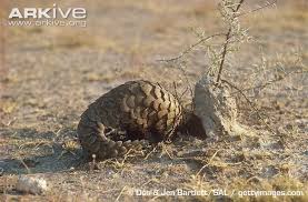 Termit Yuvasindan Ground Zemin Karincayiyen Besleme Ground Pangolin Feeding On Termites Hayvanlar